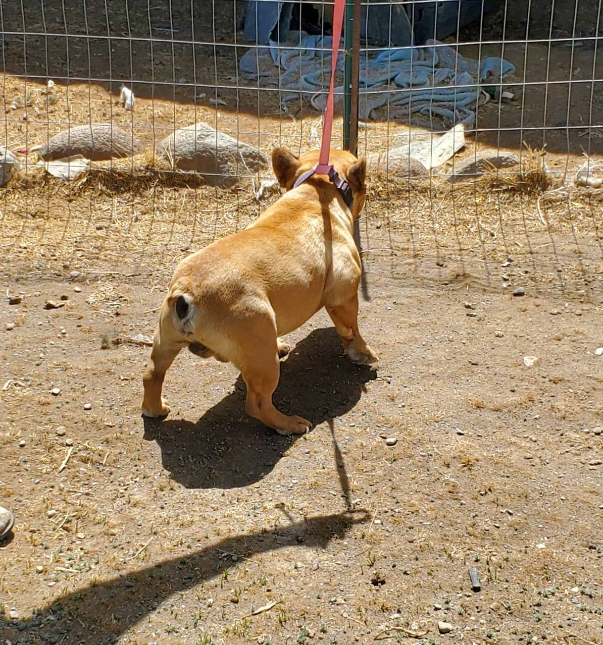 Mike, a male French Bulldog for sale in Alamosa, CO – Photo 5 of 5