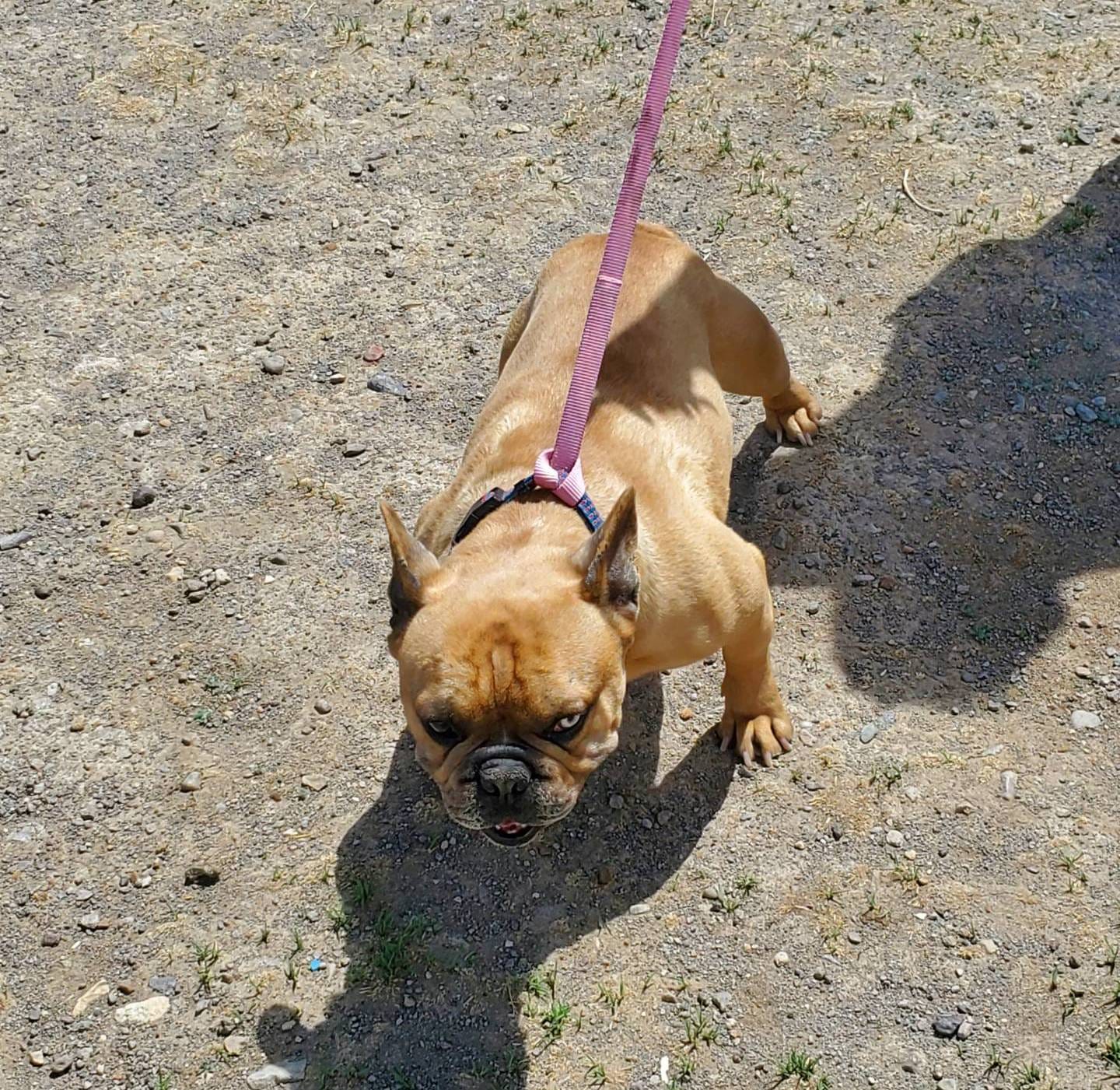 Mike, a male French Bulldog for sale in Alamosa, CO – Photo 4 of 5