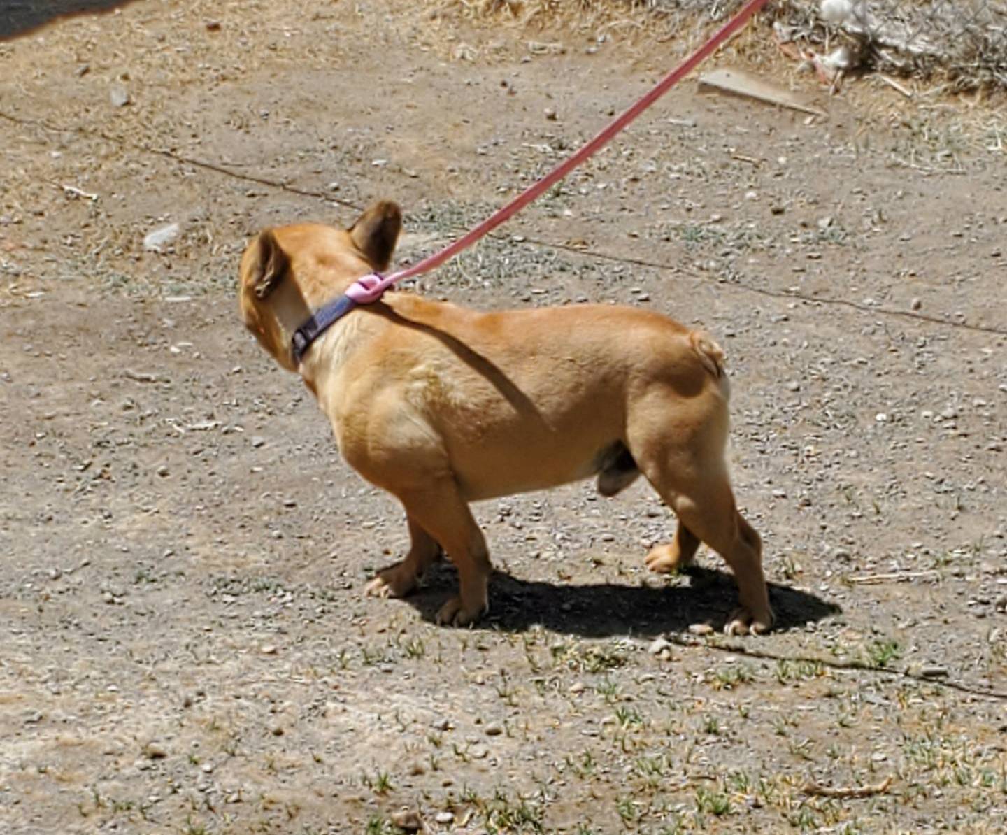 Mike, a male French Bulldog for sale in Alamosa, CO – Photo 3 of 5