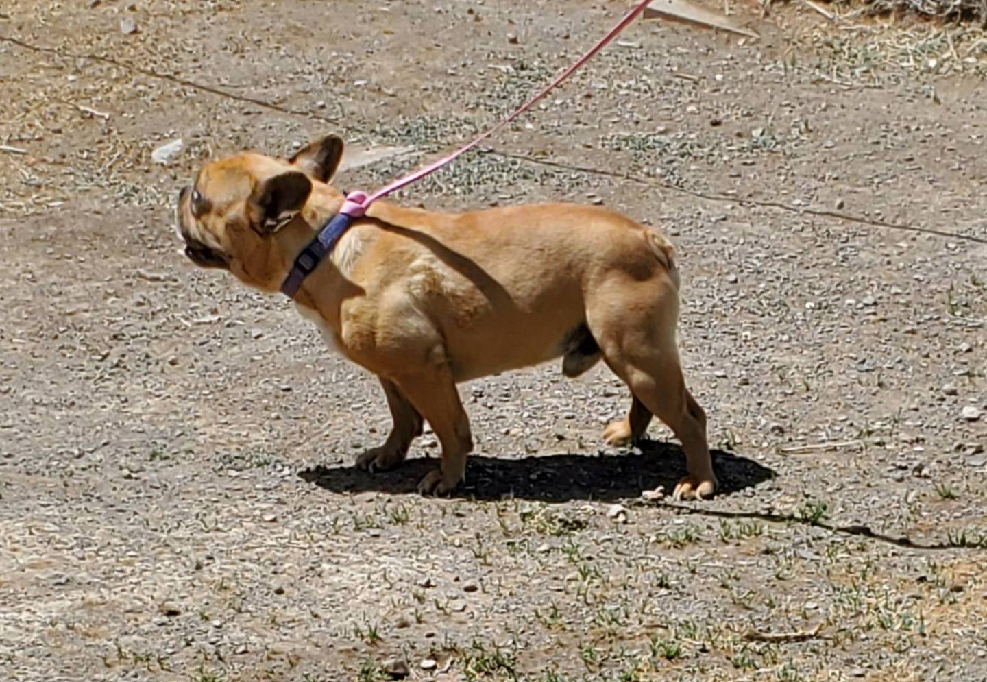 Mike, a male French Bulldog for sale in Alamosa, CO – Photo 2 of 5