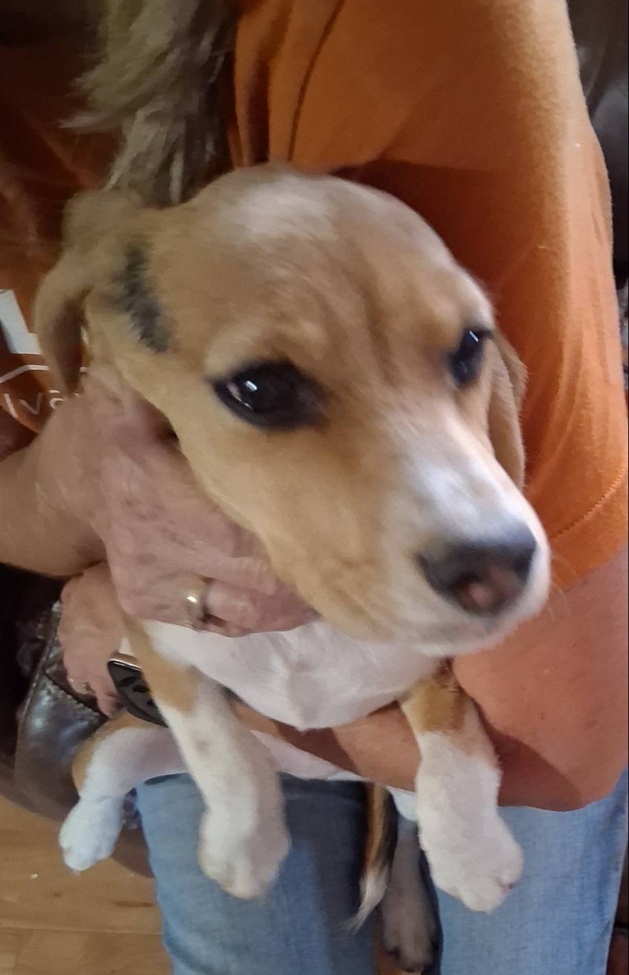 Molly F#1, a female Beagle for sale in Alamosa, CO – Photo 2 of 5