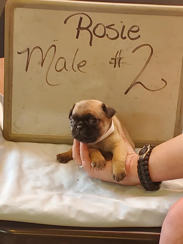 ROSIE MALE #2