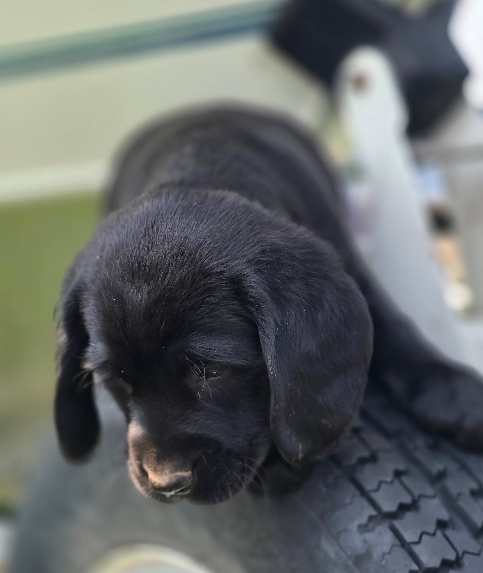 Reduced - Jack (a Spanador), a male Cocker Spaniel and Labrador Retriever for sale in Cadott, WI – Photo 5 of 8