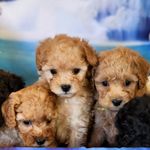 Charmed, a female Poodle - Miniature  for sale in Bristow, OK – Photo 1 of 5