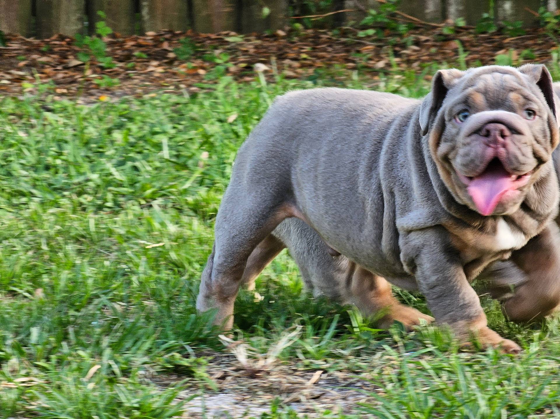 Bronny, a male English Bulldog for sale in Miami, FL – Photo 2 of 5