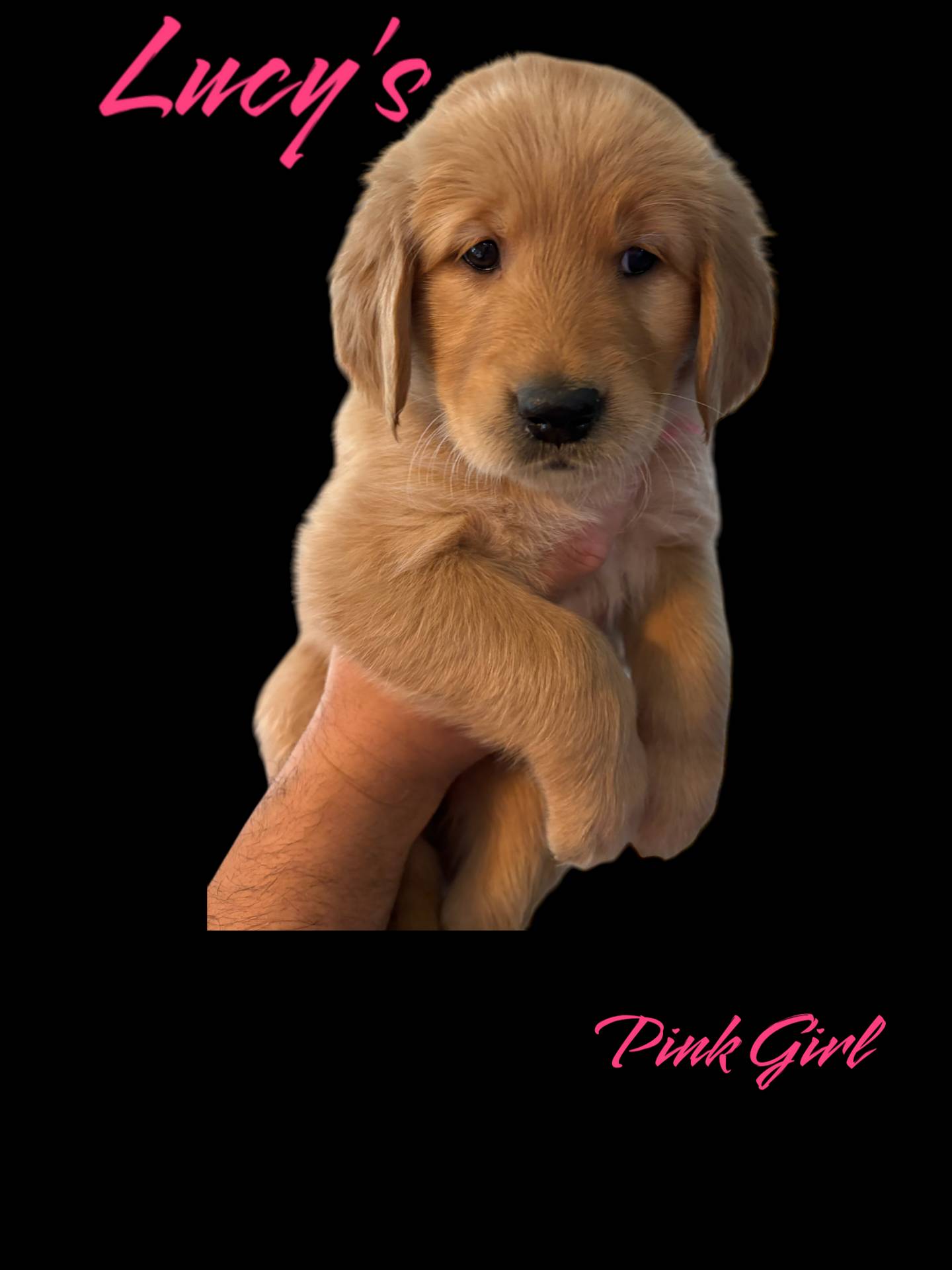 AKC Red female, a female Golden Retriever for sale in Yuba City, CA – Photo 4 of 9