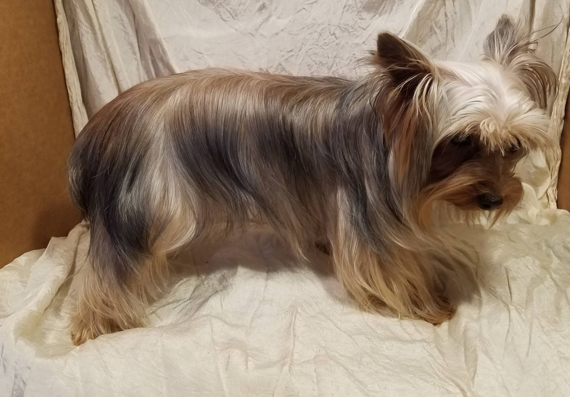 AKC Spice tiny alert, a female Yorkshire Terrier for sale in Cleburne, TX – Photo 8 of 9