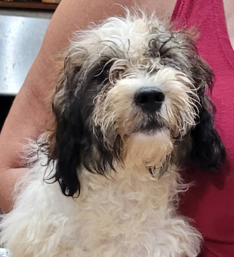 Rossi, a male Cavapoo for sale in Chiefland, FL – Photo 5 of 6