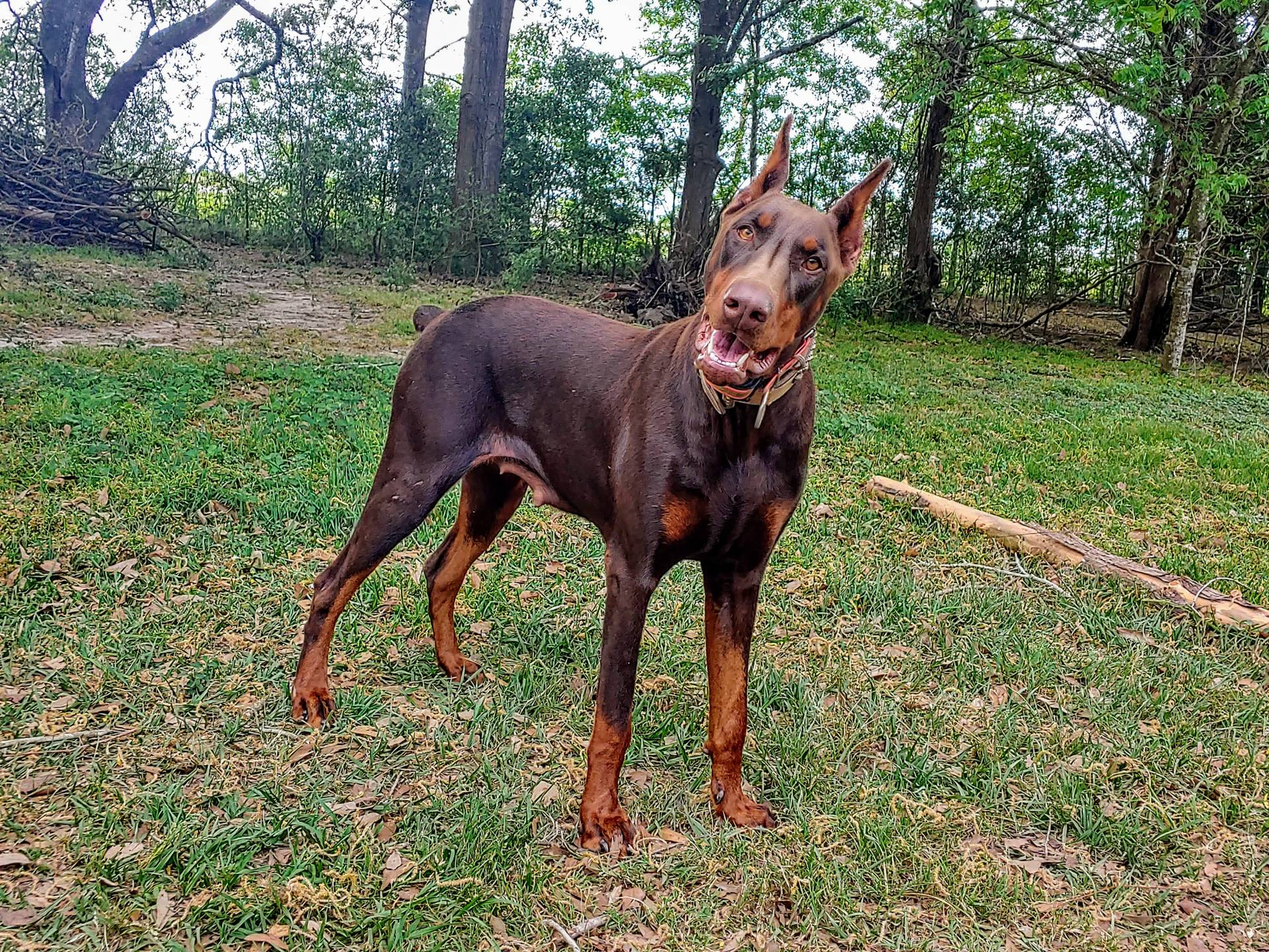 Upcoming 91% Euro pups