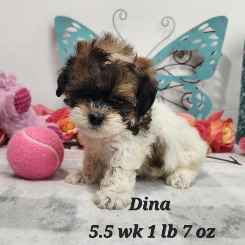 Shihpoo Dina
