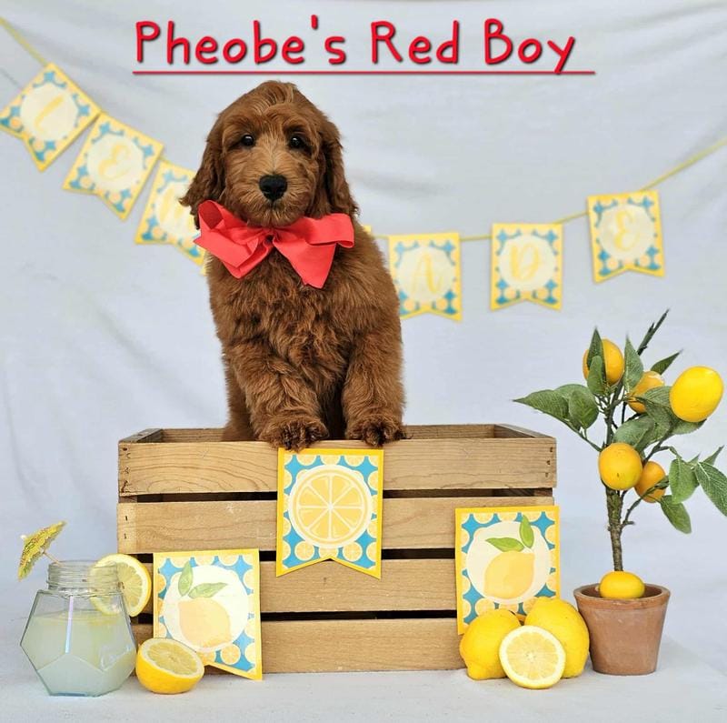 Pheobe red boy