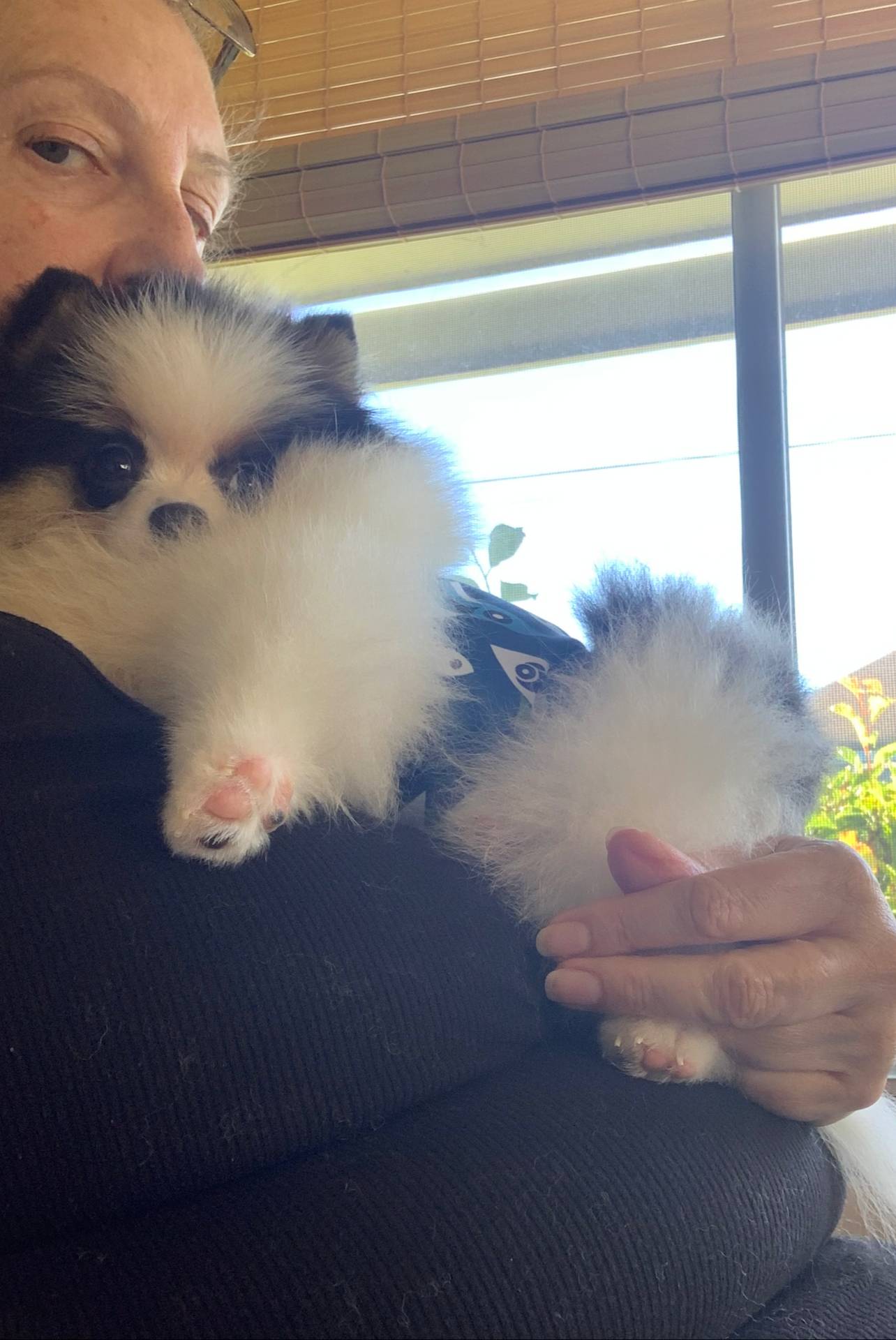 Stryker, a male Pomeranian for sale in Benicia, CA – Photo 9 of 10