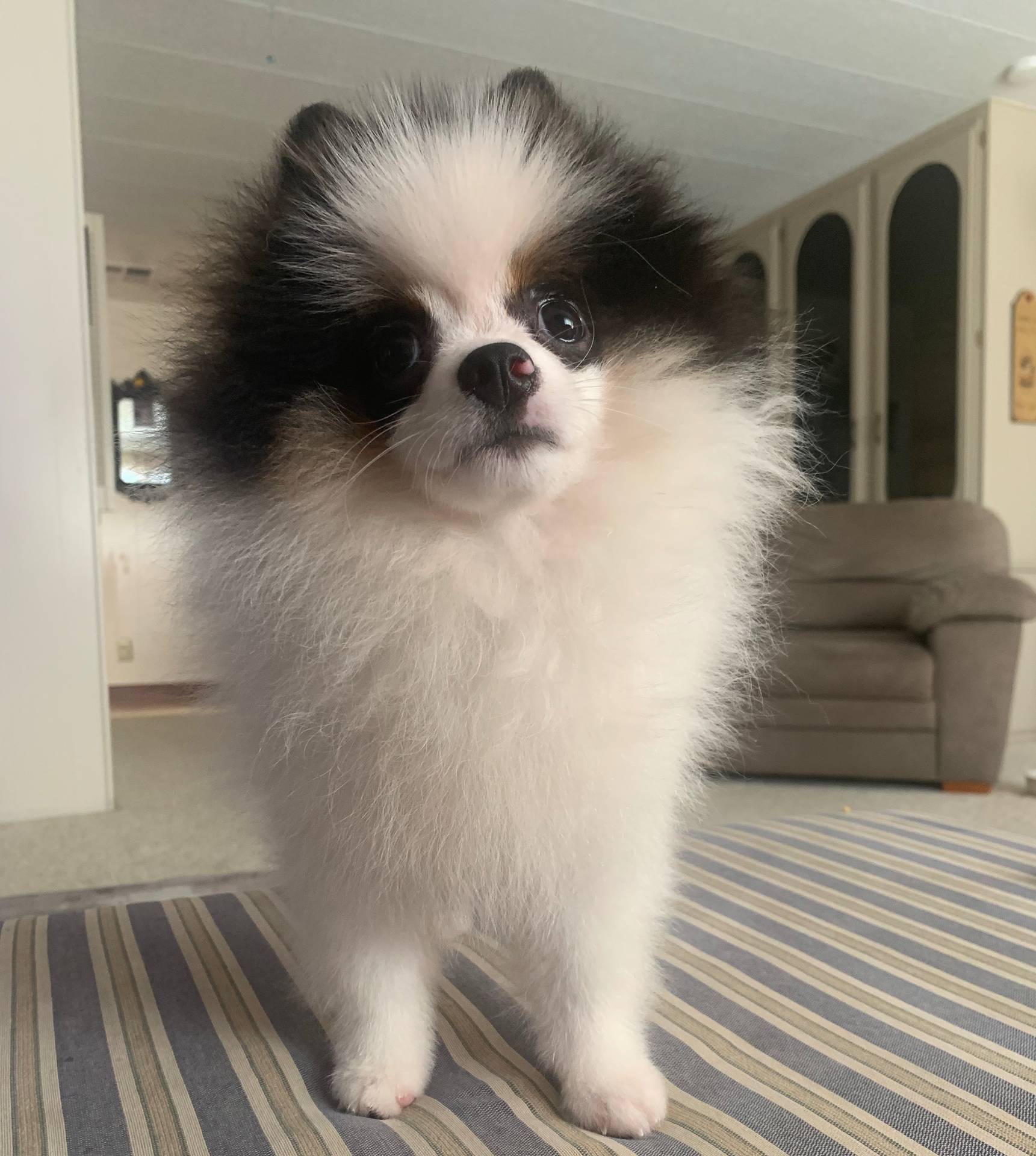 Stryker, a male Pomeranian for sale in Benicia, CA – Photo 4 of 10