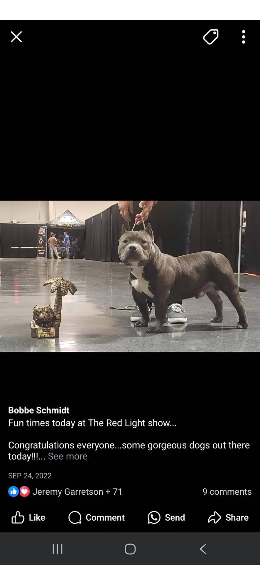 Pups, a female American Bully for sale in Olympia, WA – Photo 3 of 10