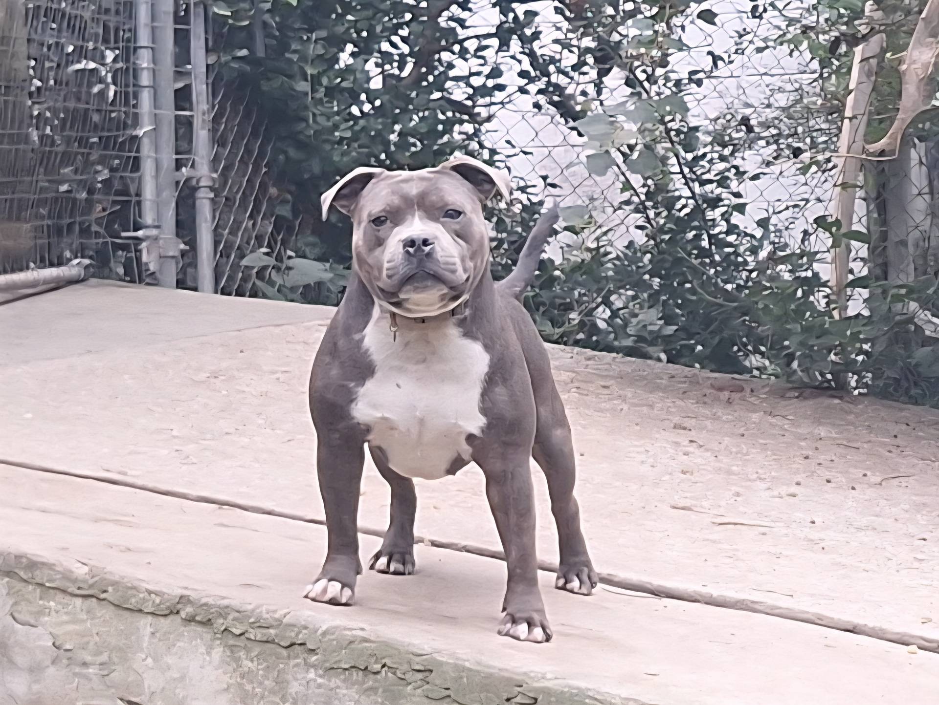 Chase, a male Staffordshire Bull Terrier for sale in Atlanta, GA – Photo 6 of 7