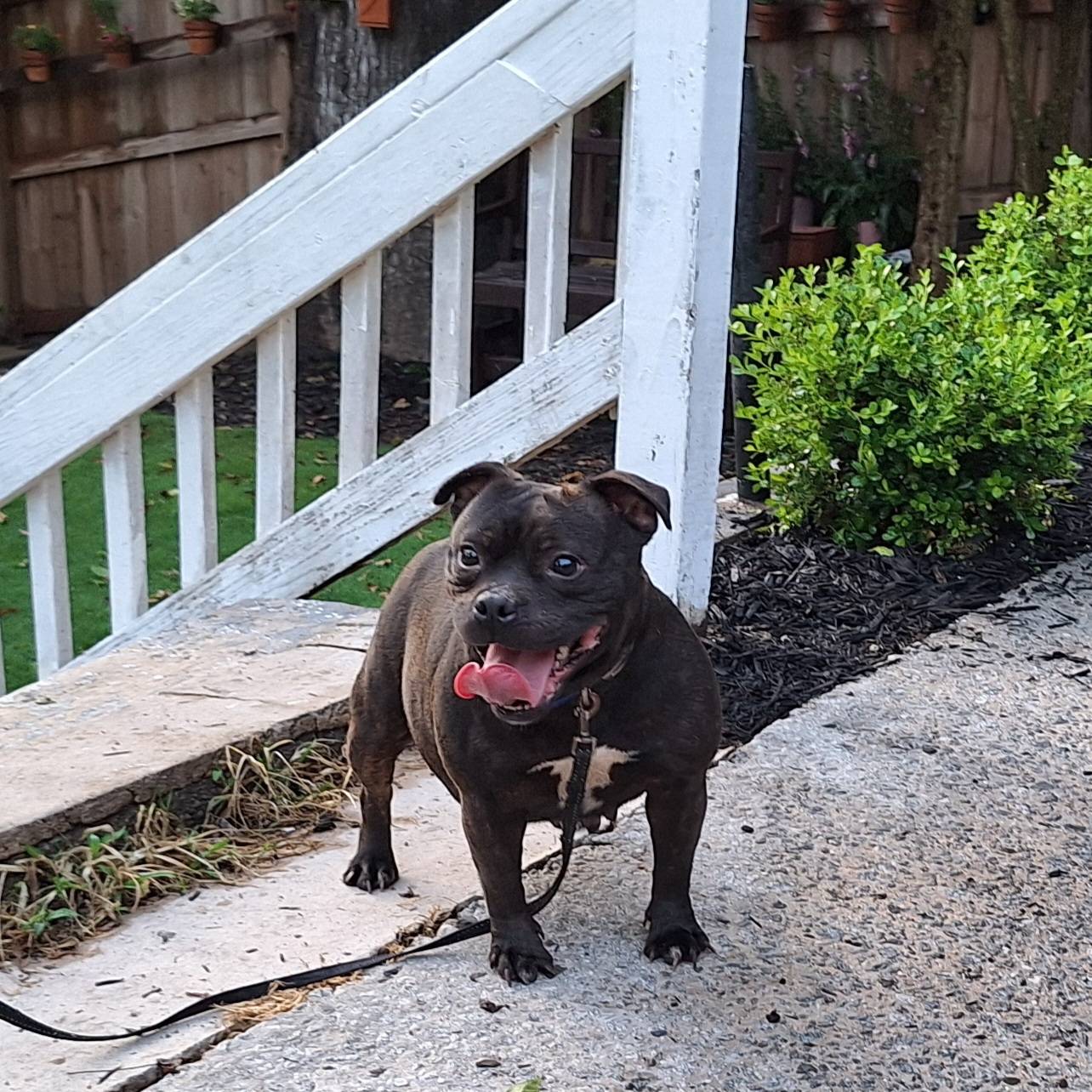 Chase, a male Staffordshire Bull Terrier for sale in Atlanta, GA – Photo 5 of 7