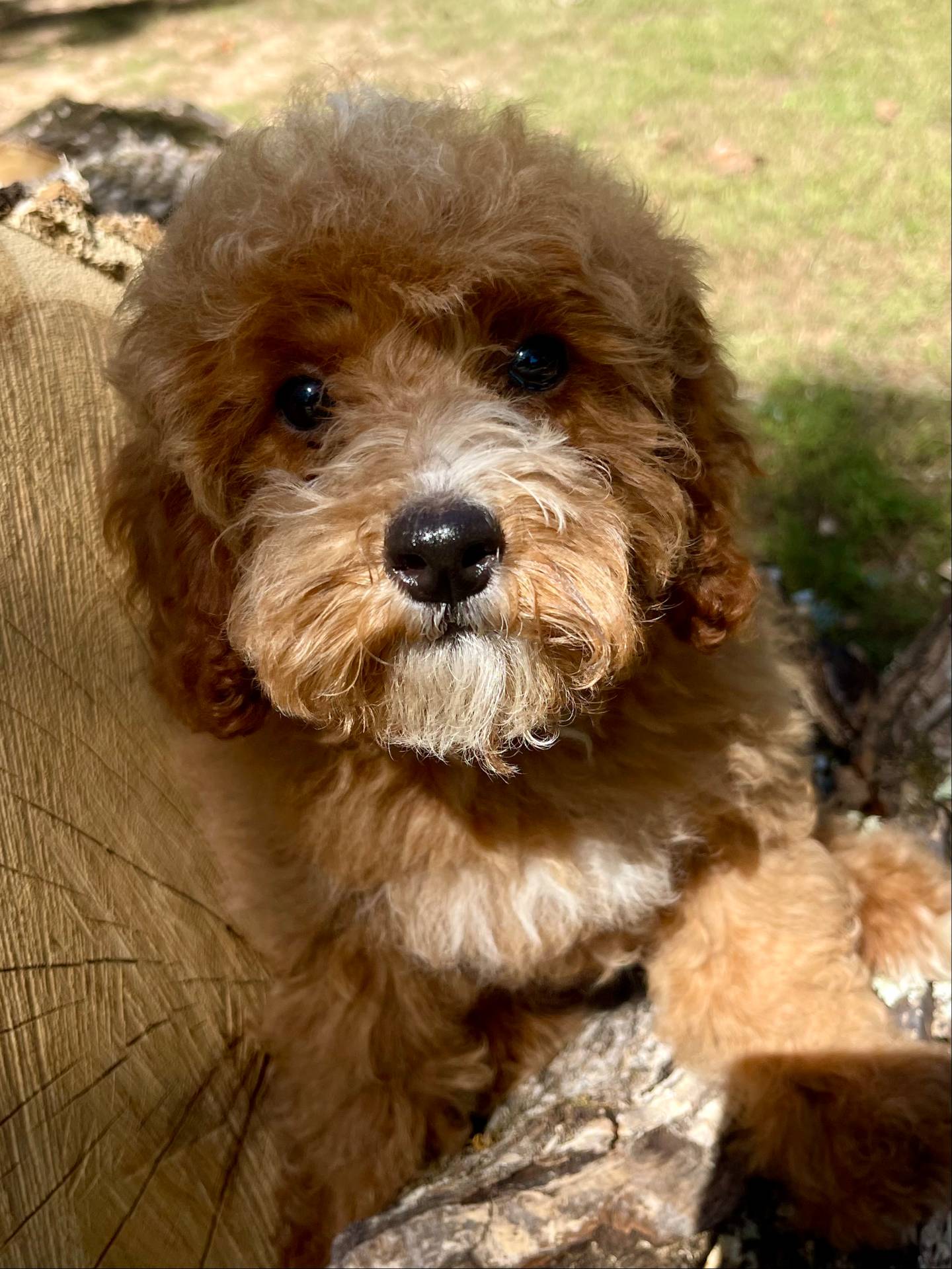 Tank, a male Poodle - Miniature  for sale in Muldrow, OK – Photo 3 of 4