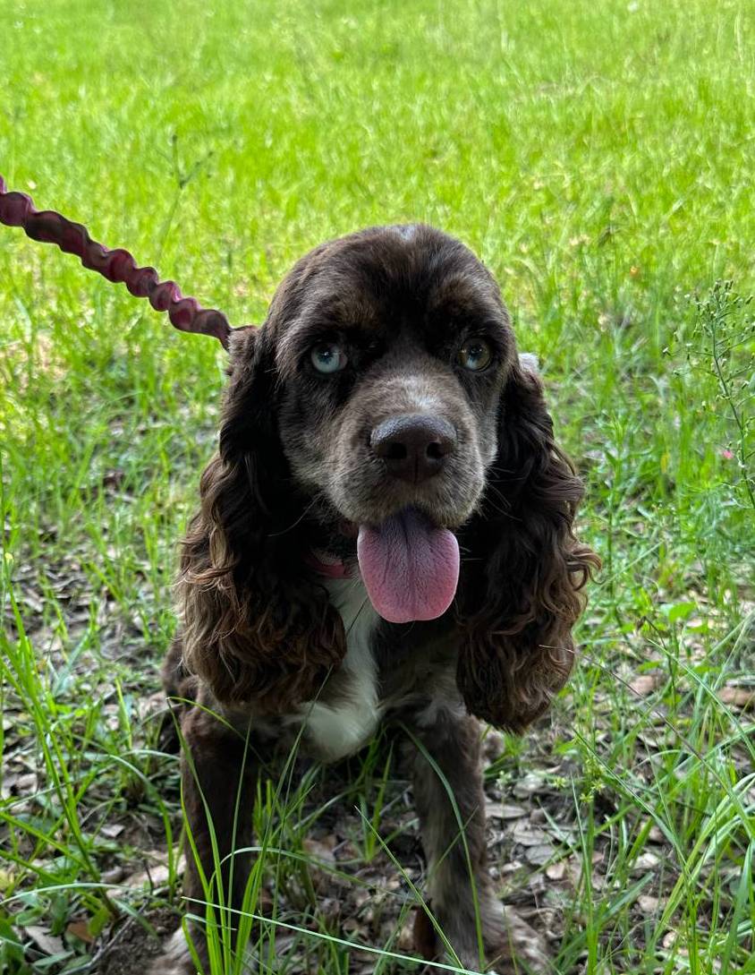 Hunk FREE BLUE EYED MERLE