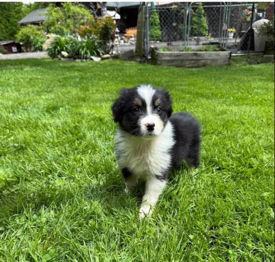 Melody, a female Australian Shepherd for sale in Bethany, CT – Photo 3 of 4