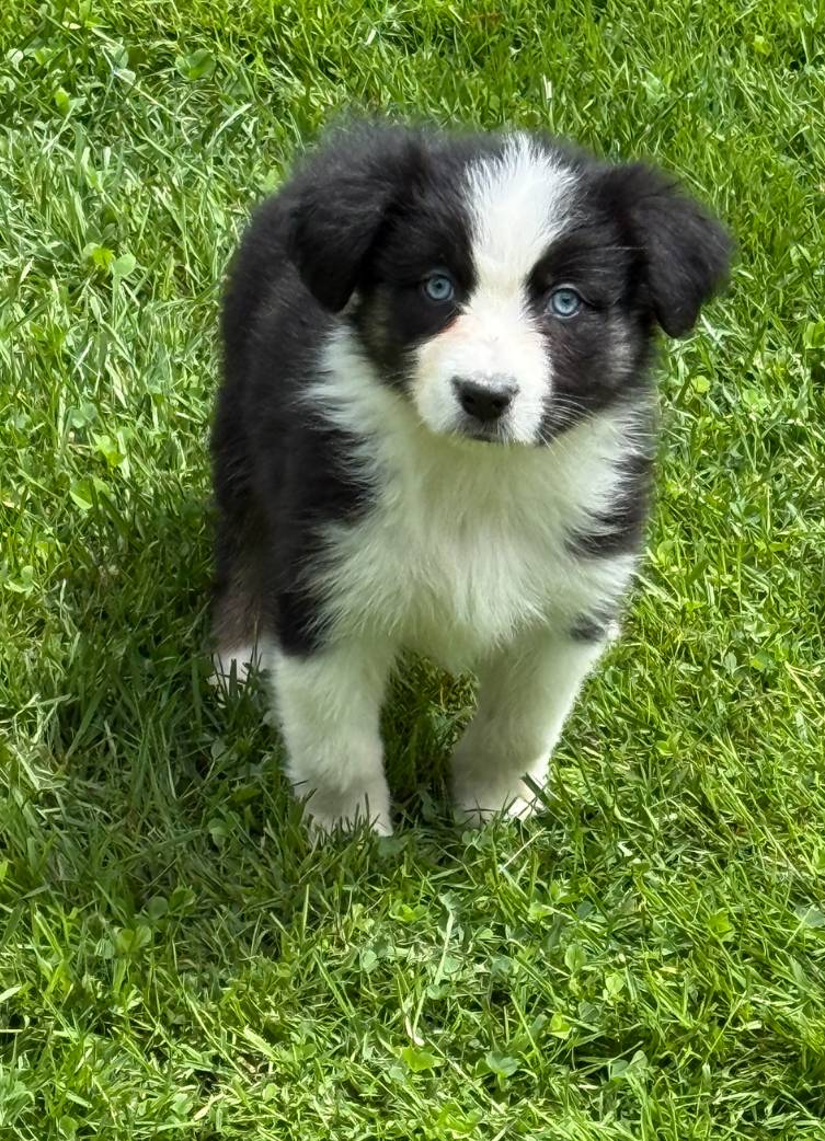 Mikayka, a female Australian Shepherd for sale in Bethany, CT – Photo 2 of 2