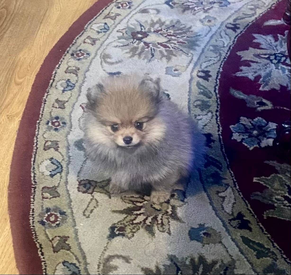 AKC Romeo – Pomeranian puppy on hold in Cherry Valley, CA