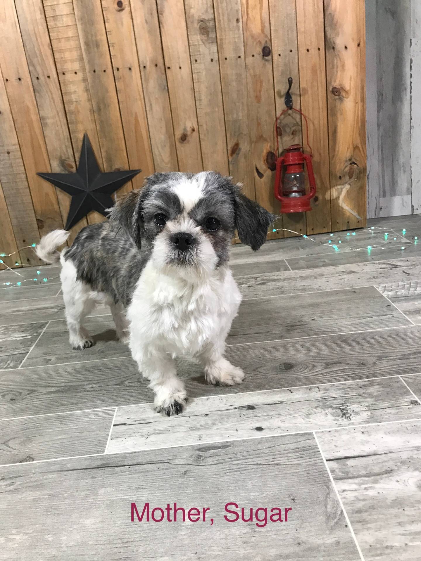 Cupcake, a female Shih Tzu for sale in Arcola, IL – Photo 4 of 5