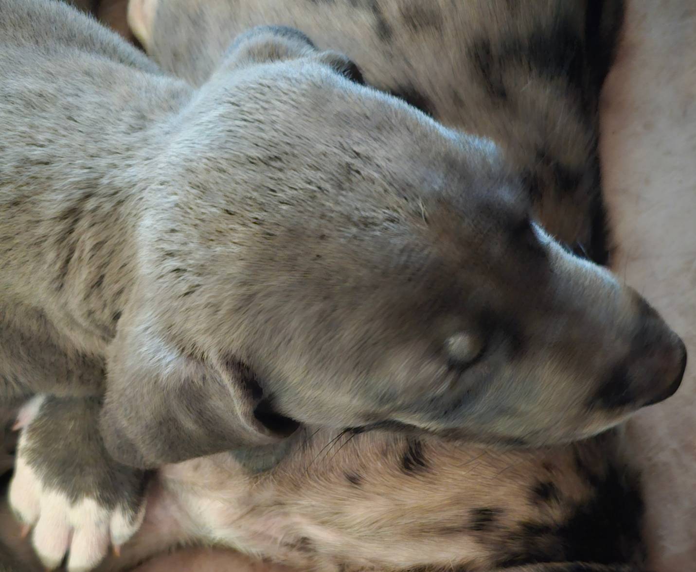 Reese, a male Great Dane and Irish Wolfhound for sale in Springfield, MO – Photo 5 of 6