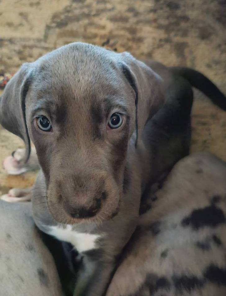 Reese, a male Great Dane and Irish Wolfhound for sale in Springfield, MO – Photo 4 of 6
