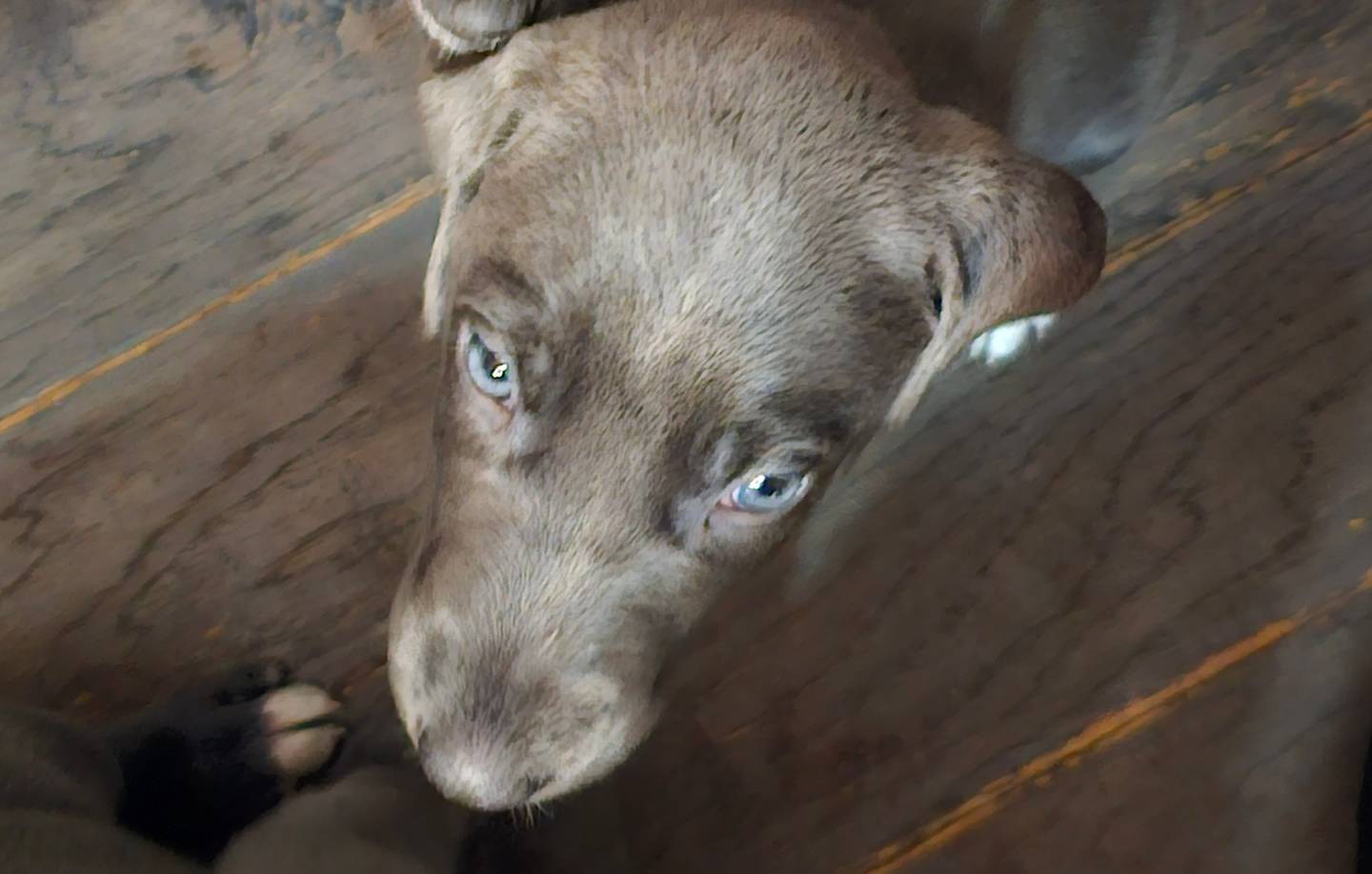 Reverie, a female Great Dane and Irish Wolfhound for sale in Springfield, MO – Photo 2 of 6