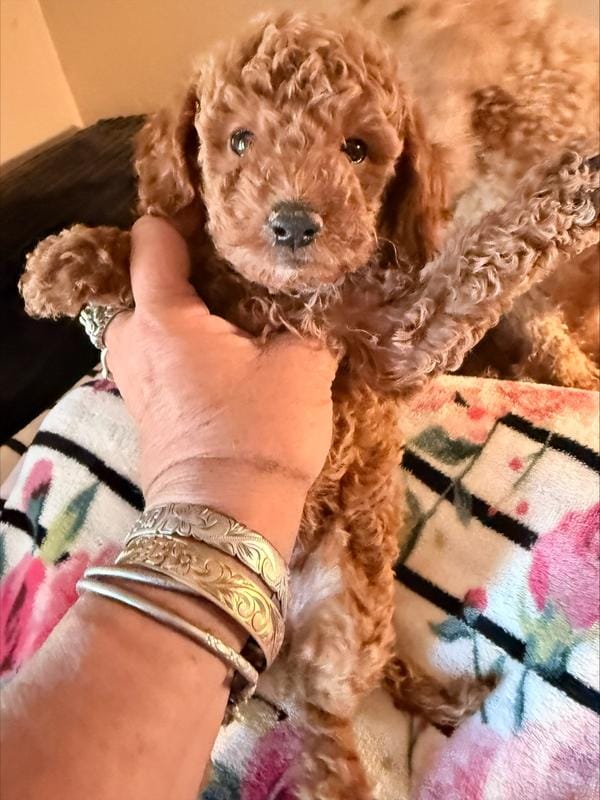 toy poodle male