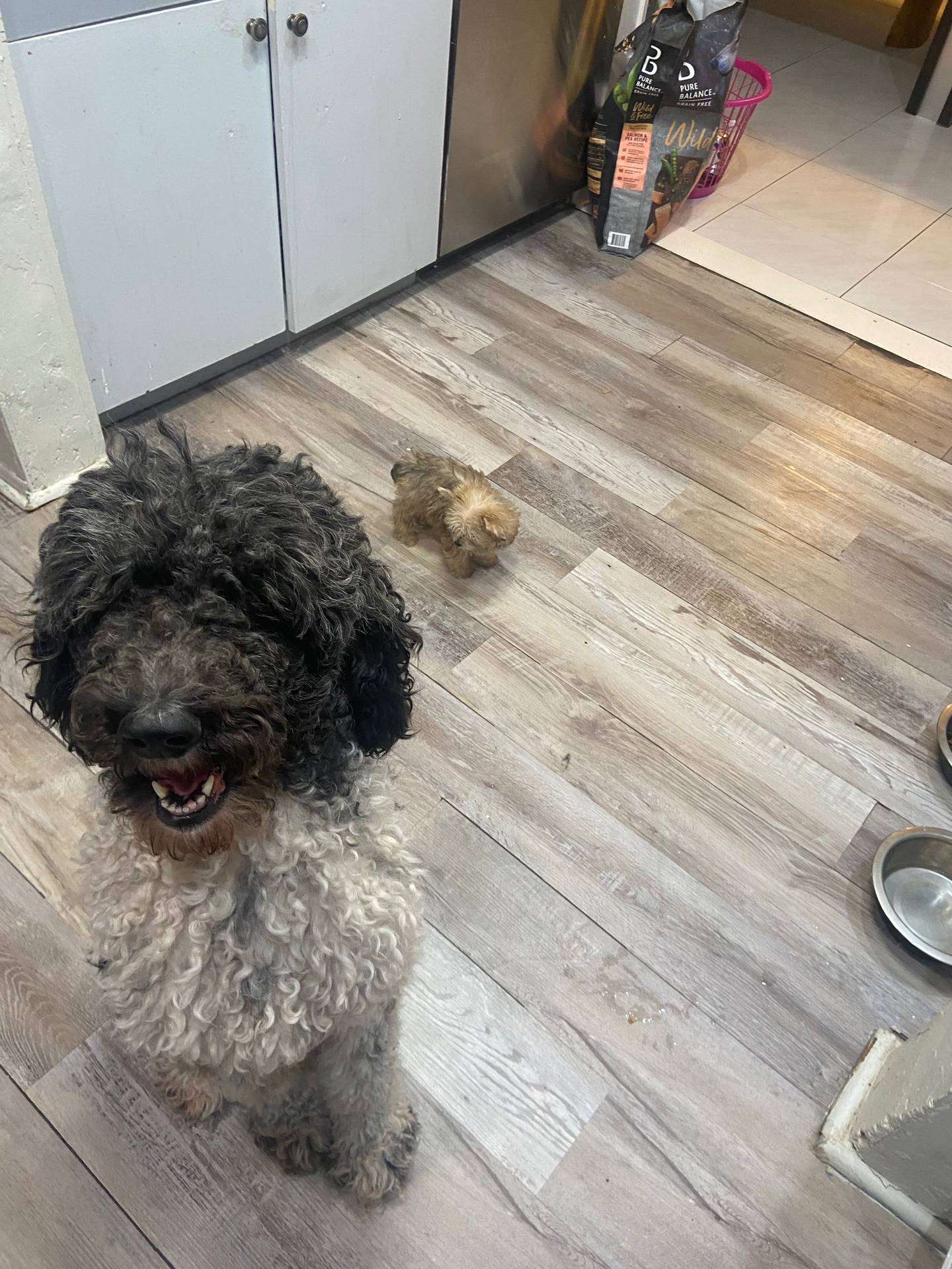 Teacup, a female Maltese and Yorkshire Terrier for sale in Tamarac, FL – Photo 3 of 7