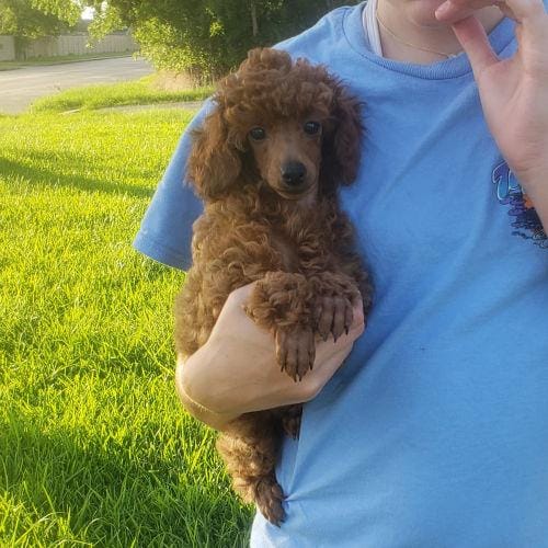 Red Poodle Puppy Female
