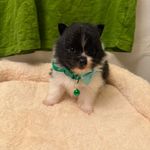 Pepper MALE, a male Pomeranian for sale in Tyler, TX – Photo 1 of 6