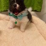 Pepper MALE, a male Pomeranian for sale in Tyler, TX – Photo 2 of 6