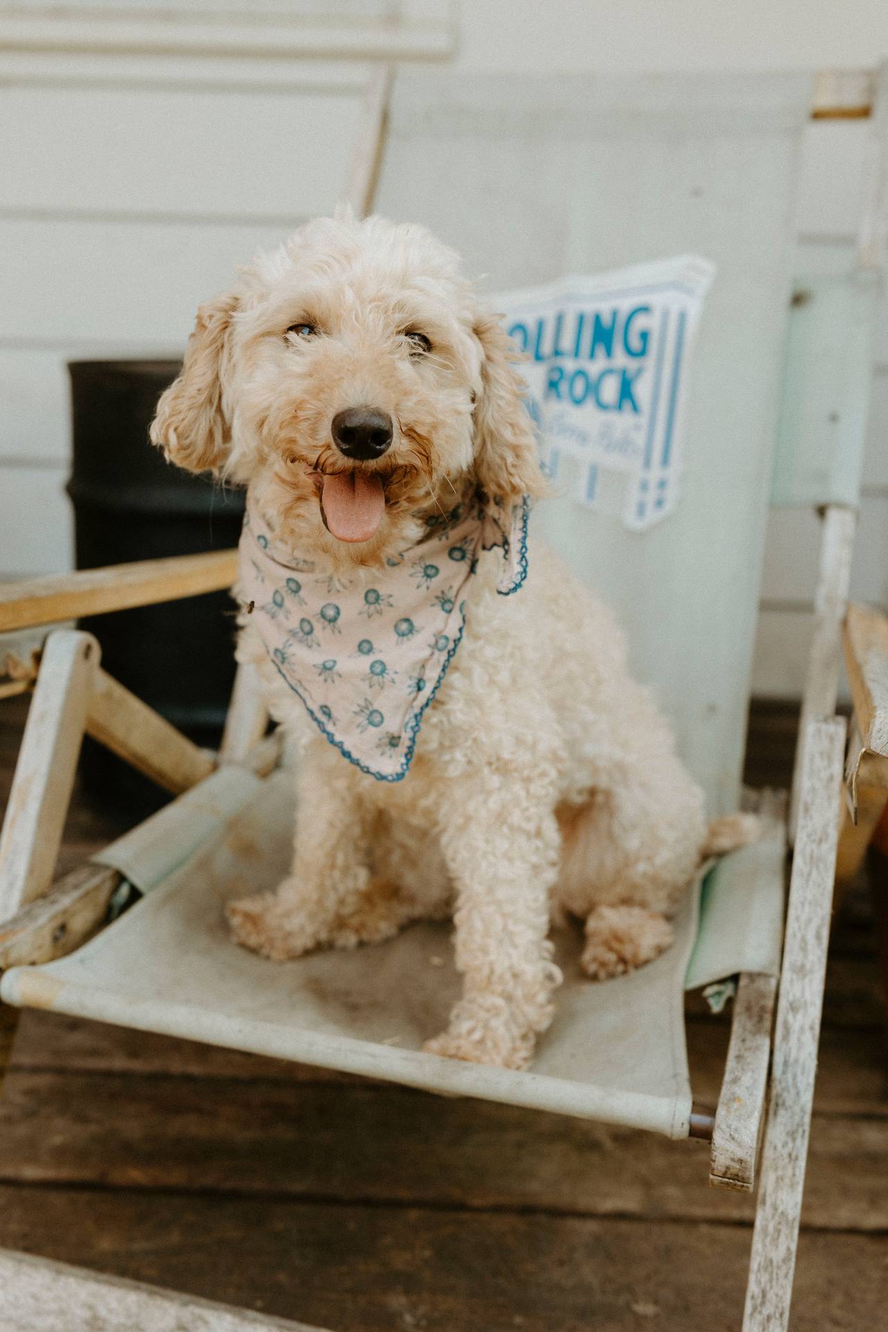 LONDON- House Trained