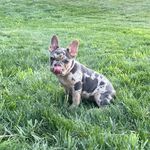 Skye, a female French Bulldog for sale in Sugarcreek, OH – Photo 4 of 9