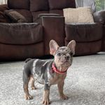 Skye, a female French Bulldog for sale in Sugarcreek, OH – Photo 9 of 9