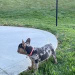 Skye, a female French Bulldog for sale in Sugarcreek, OH – Photo 3 of 9