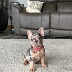 Skye, a female French Bulldog for sale in Sugarcreek, OH – Photo 7 of 9