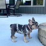 Skye, a female French Bulldog for sale in Sugarcreek, OH – Photo 1 of 9