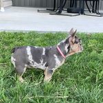 Skye, a female French Bulldog for sale in Sugarcreek, OH – Photo 2 of 9