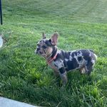 Skye, a female French Bulldog for sale in Sugarcreek, OH – Photo 6 of 9