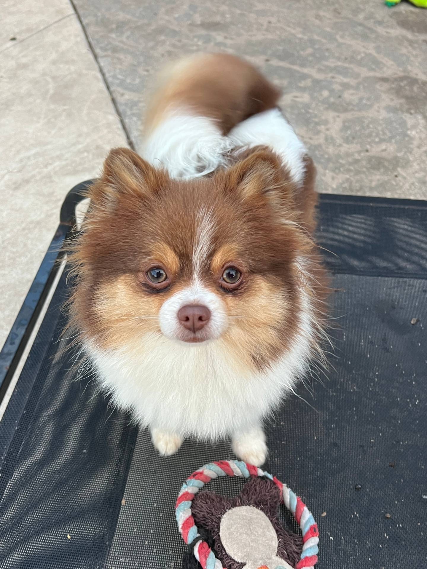 Seeker, a male Maltipoo and Pomeranian for sale in Sebring, FL – Photo 2 of 5