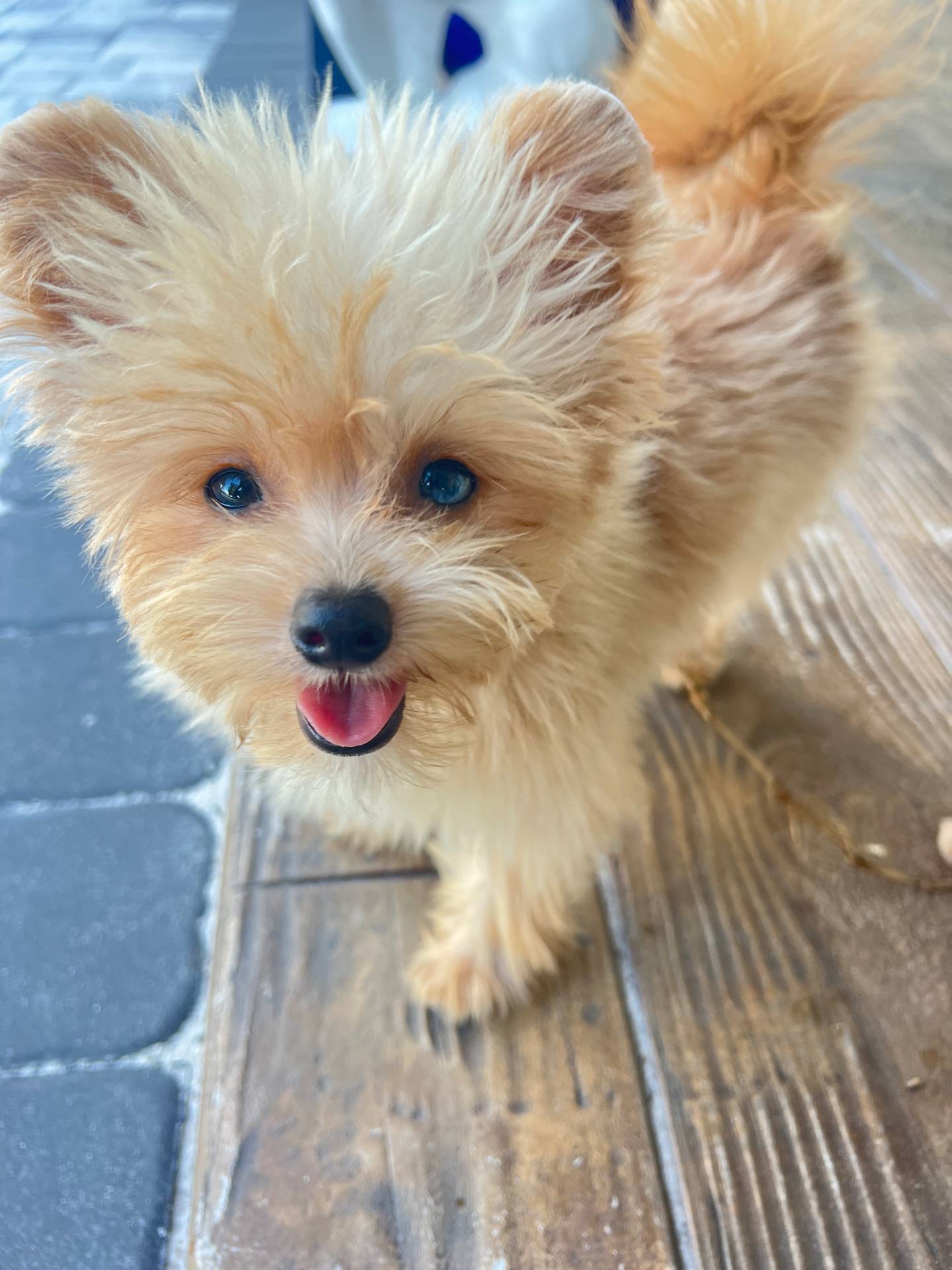 Lexi - blue eye, a female Maltipoo and Pomapoo for sale in Sebring, FL – Photo 3 of 5