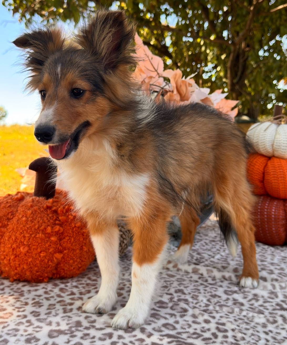 Mack Will Stay Small Champ Lin