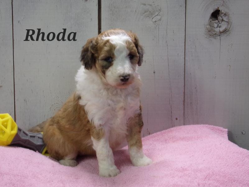 Rhoda