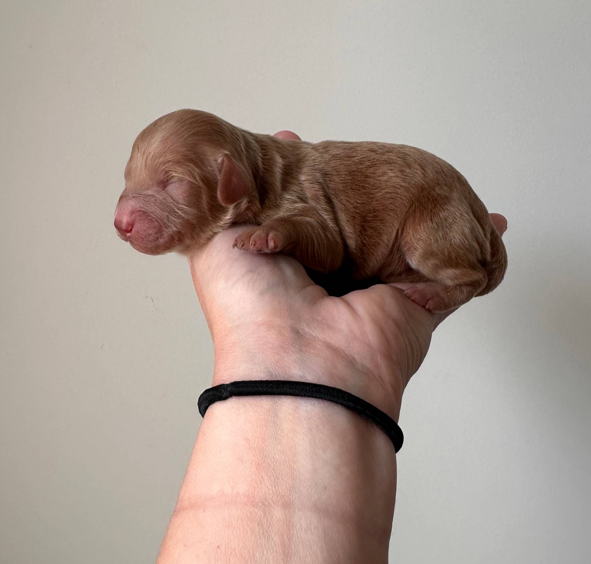 Bella, a female Miniature Goldendoodle for sale in Asheboro, NC – Photo 7 of 10