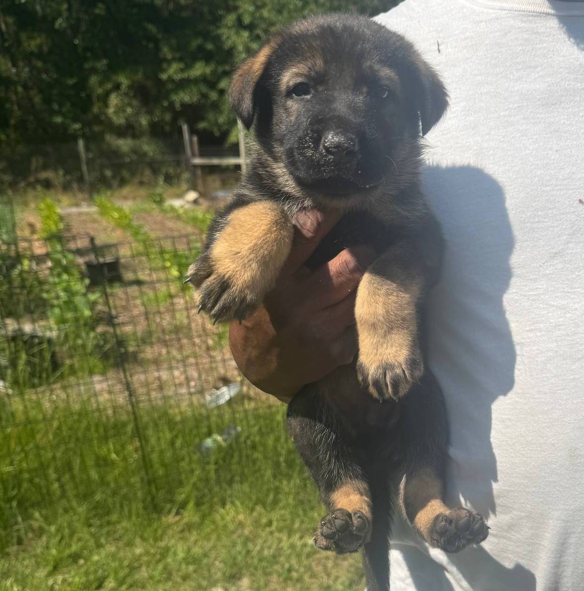 Litter of 8 pups, a female German Shepherd Dog for sale in Hawthorne, FL – Photo 5 of 10