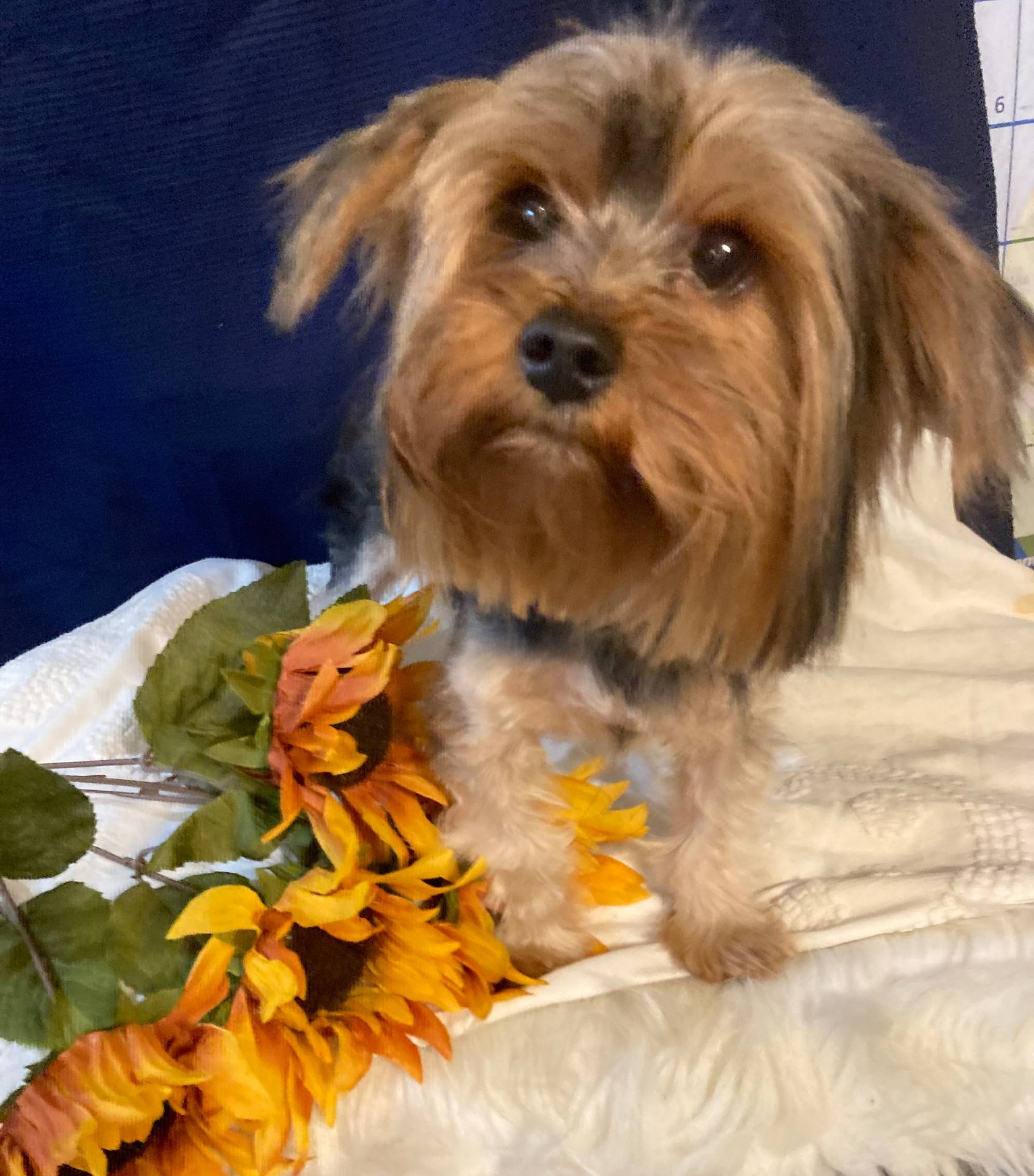 Lil Bear, a male Yorkshire Terrier for sale in Wingate, NC – Photo 2 of 2