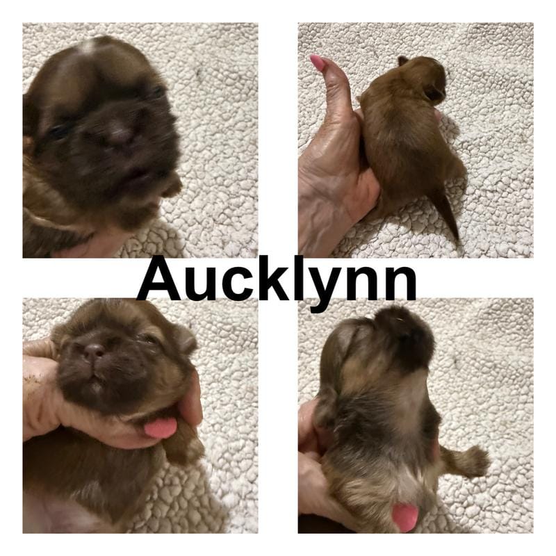 AKC Aucklynn